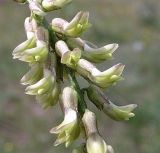 Astragalus falcatus