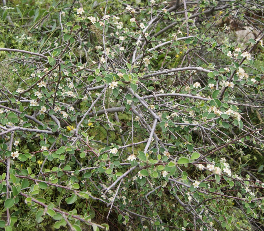 Image of Cotoneaster suavis specimen.