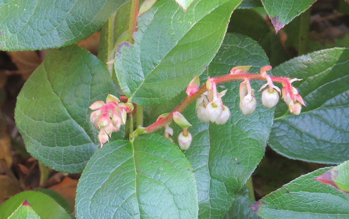 Image of Gaultheria shallon specimen.