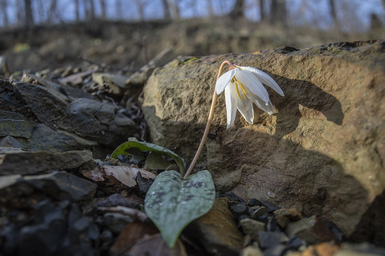 Image of Erythronium caucasicum specimen.