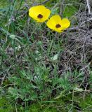Ranunculus asiaticus