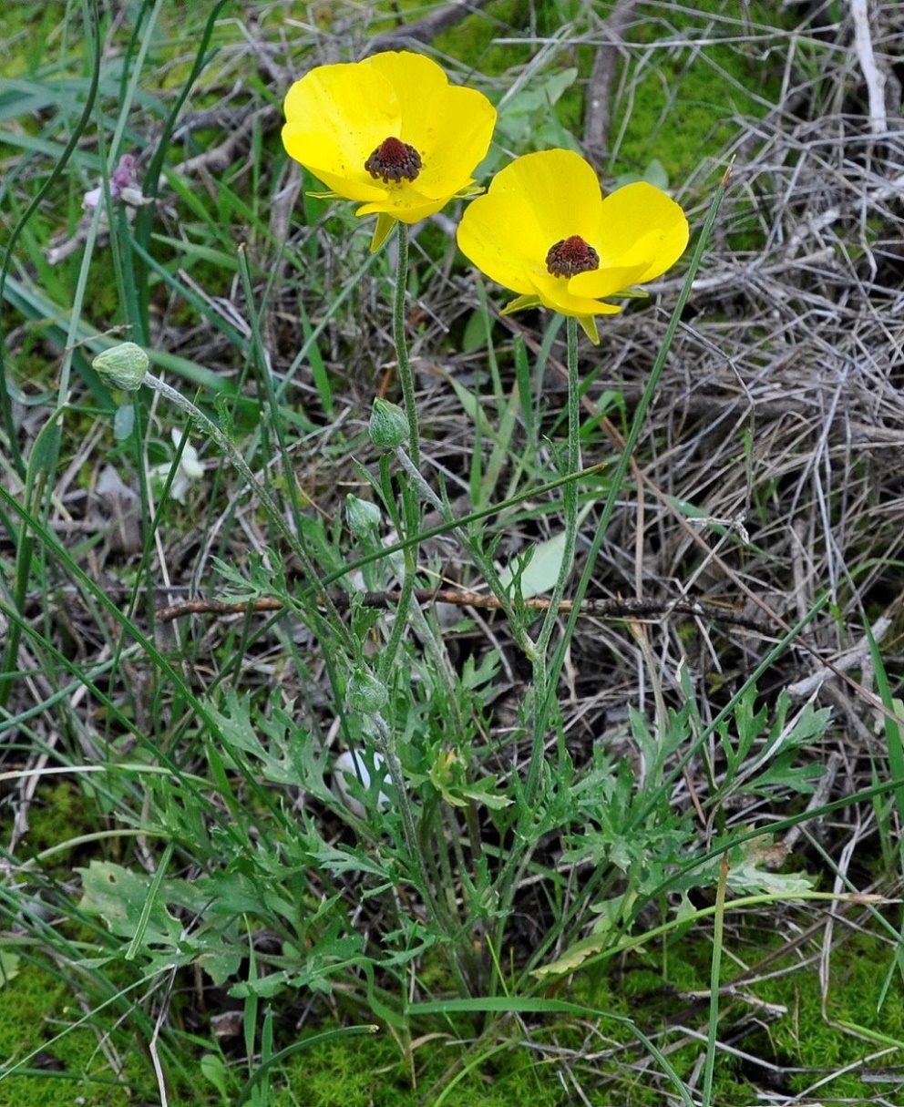 Изображение особи Ranunculus asiaticus.