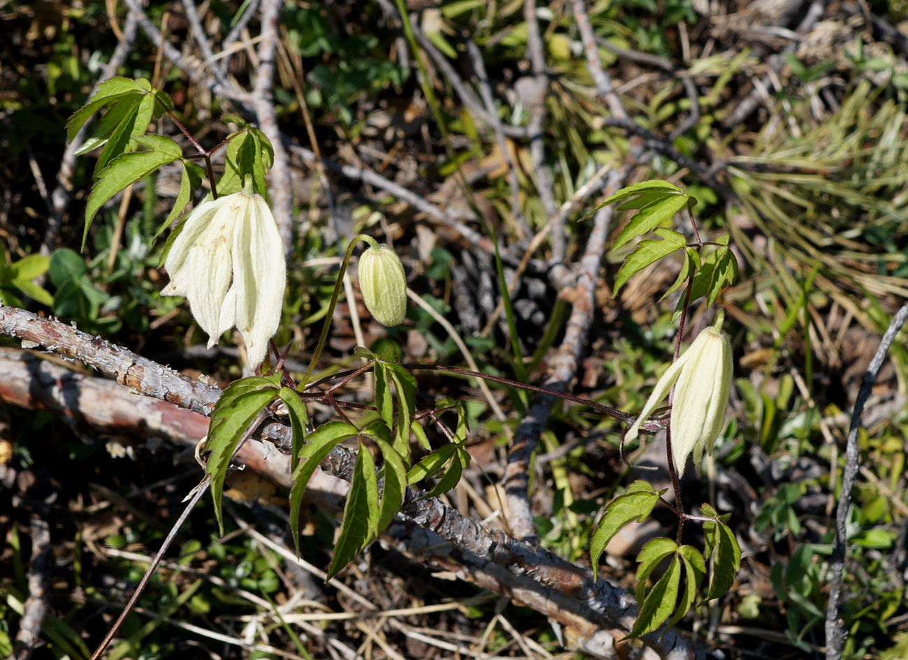 Image of Atragene sibirica specimen.