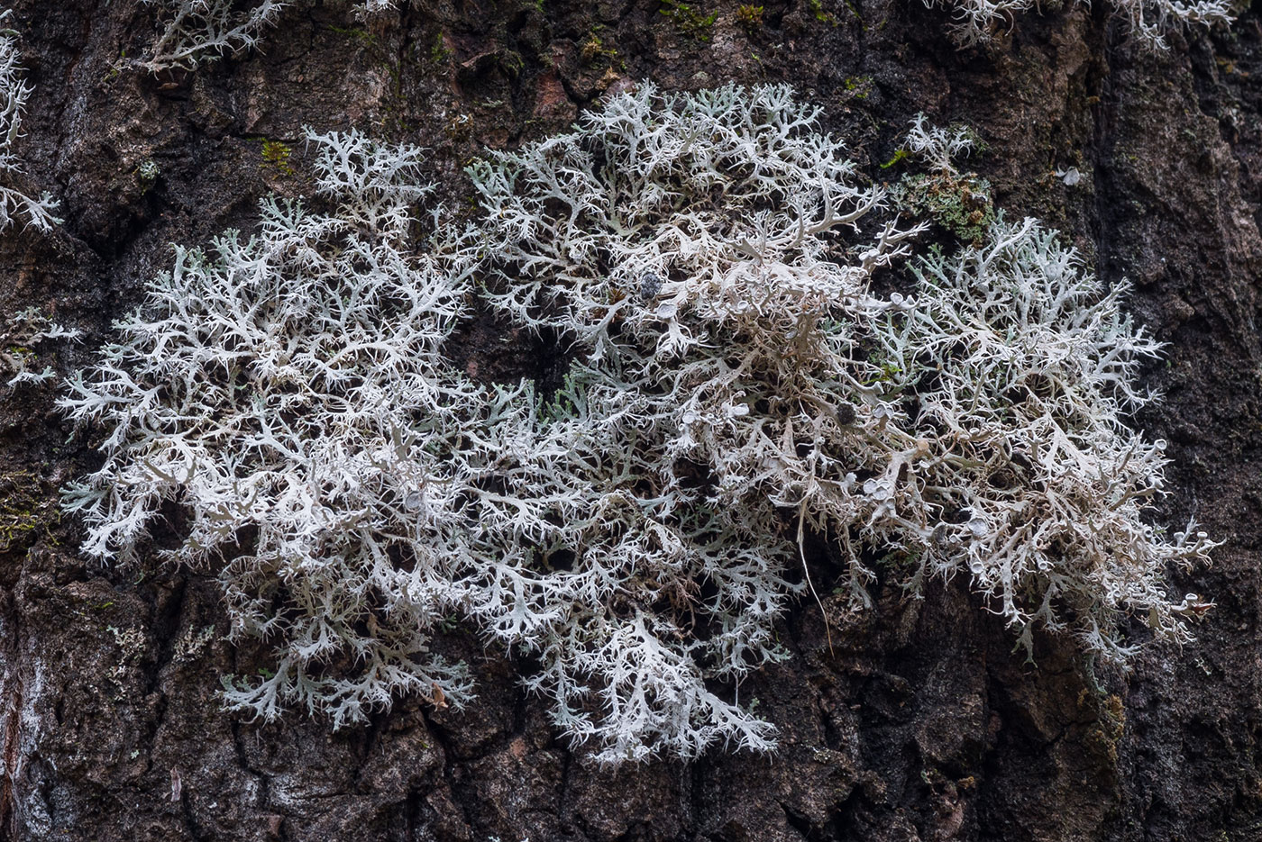 Изображение особи Anaptychia ciliaris.