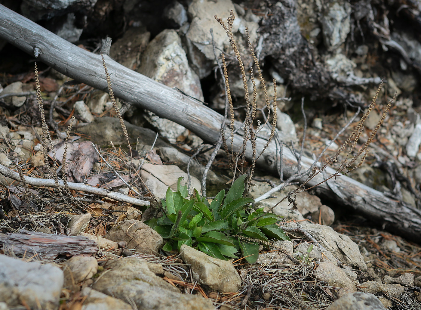 Изображение особи Veronica spicata.