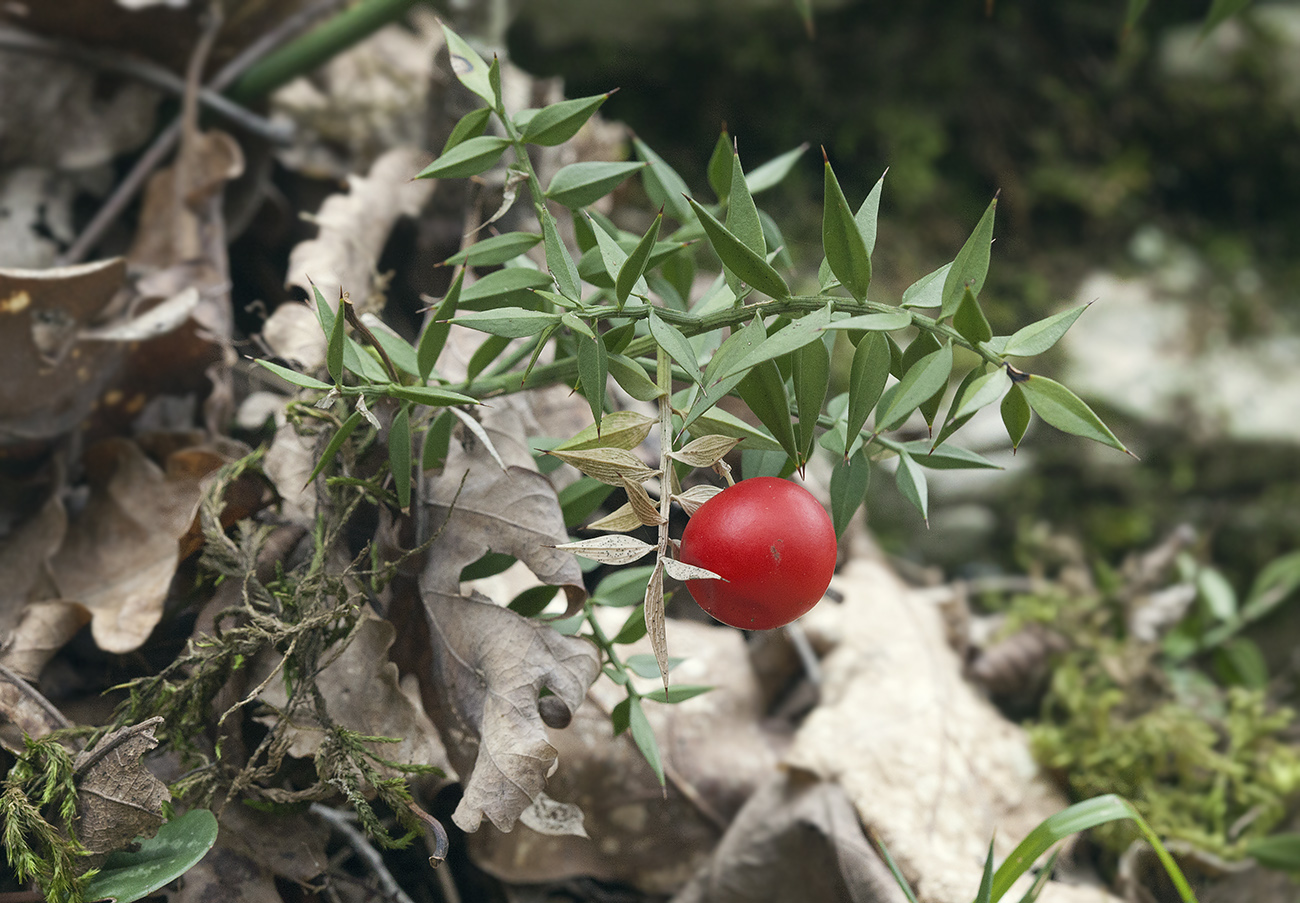 Image of Ruscus aculeatus specimen.