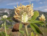 Trifolium trichocephalum. Верхушка побега с соцветием с частично удалёнными цветками (видны реснитчатые по всей длине зубцы чашечки). Адыгея, Кавказский биосферный заповедник, гора Гузерипль, ≈ 2150 м н.у.м., альпийский луг. 26.07.2015.