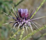 Onopordum cyprium