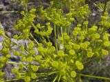 Ferulago galbanifera разновидность brachyloba. Часть соцветия. Крым, Байдарская долина. 2 июля 2010 г.