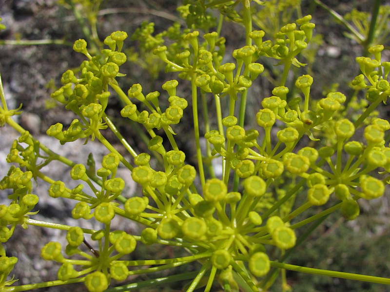 Image of Ferulago galbanifera var. brachyloba specimen.