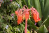 Cotyledon orbiculata