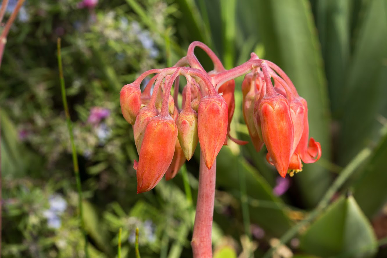 Image of Cotyledon orbiculata specimen.