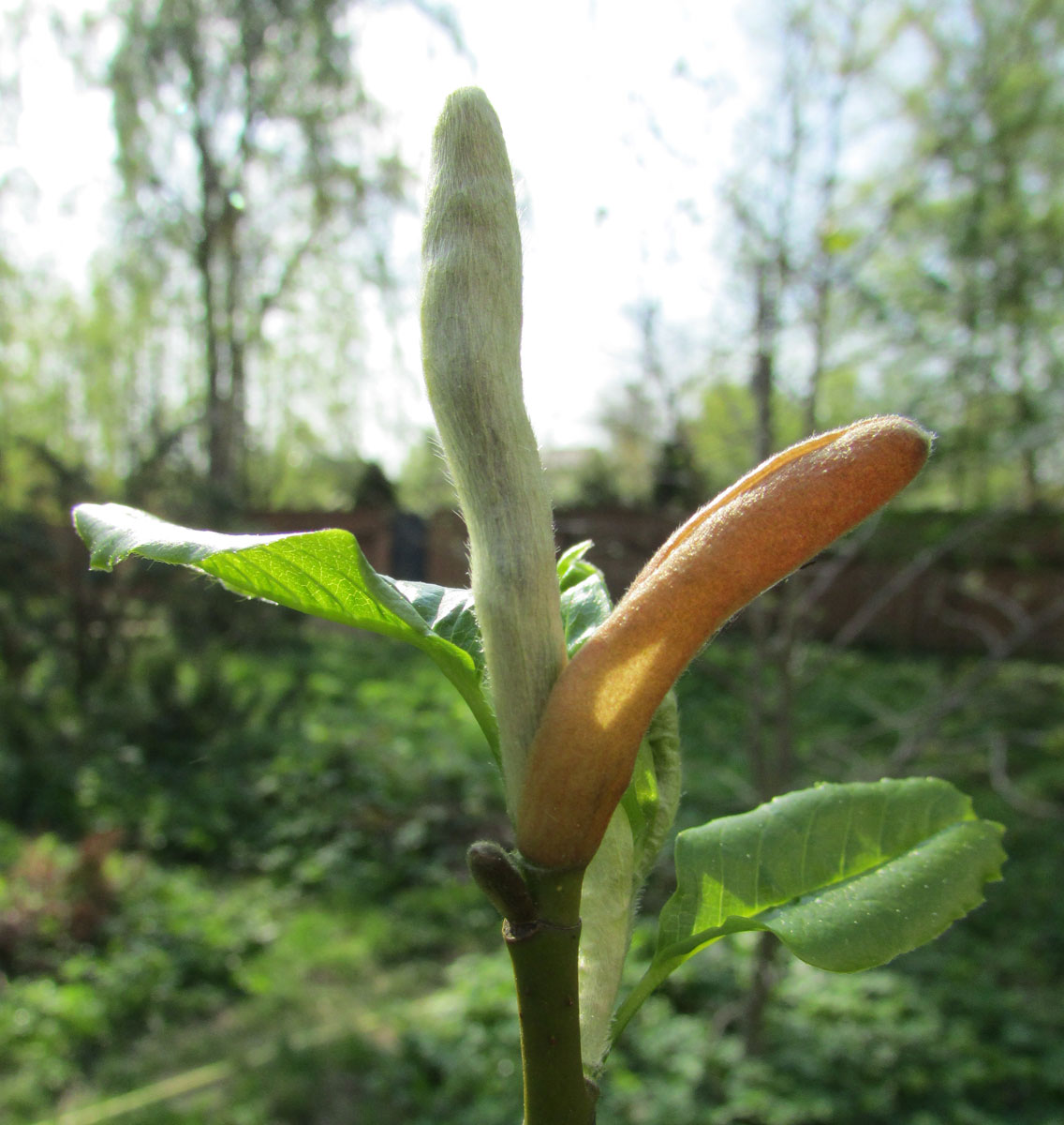 Изображение особи Magnolia zenii.