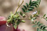 Astragalus tribuloides. Выкопанное растение с цветками и незрелыми плодами. Узбекистан, Сурхандарьинская обл., городище Фаязтепа. 18.04.2019.