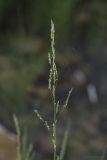 Glyceria notata