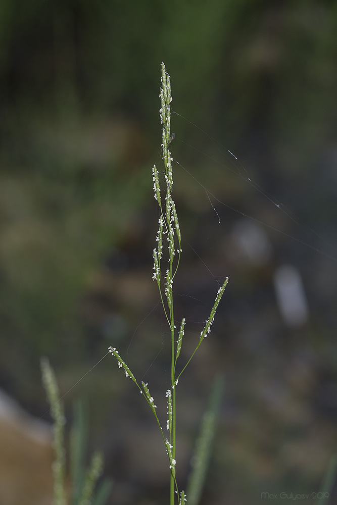 Image of Glyceria notata specimen.