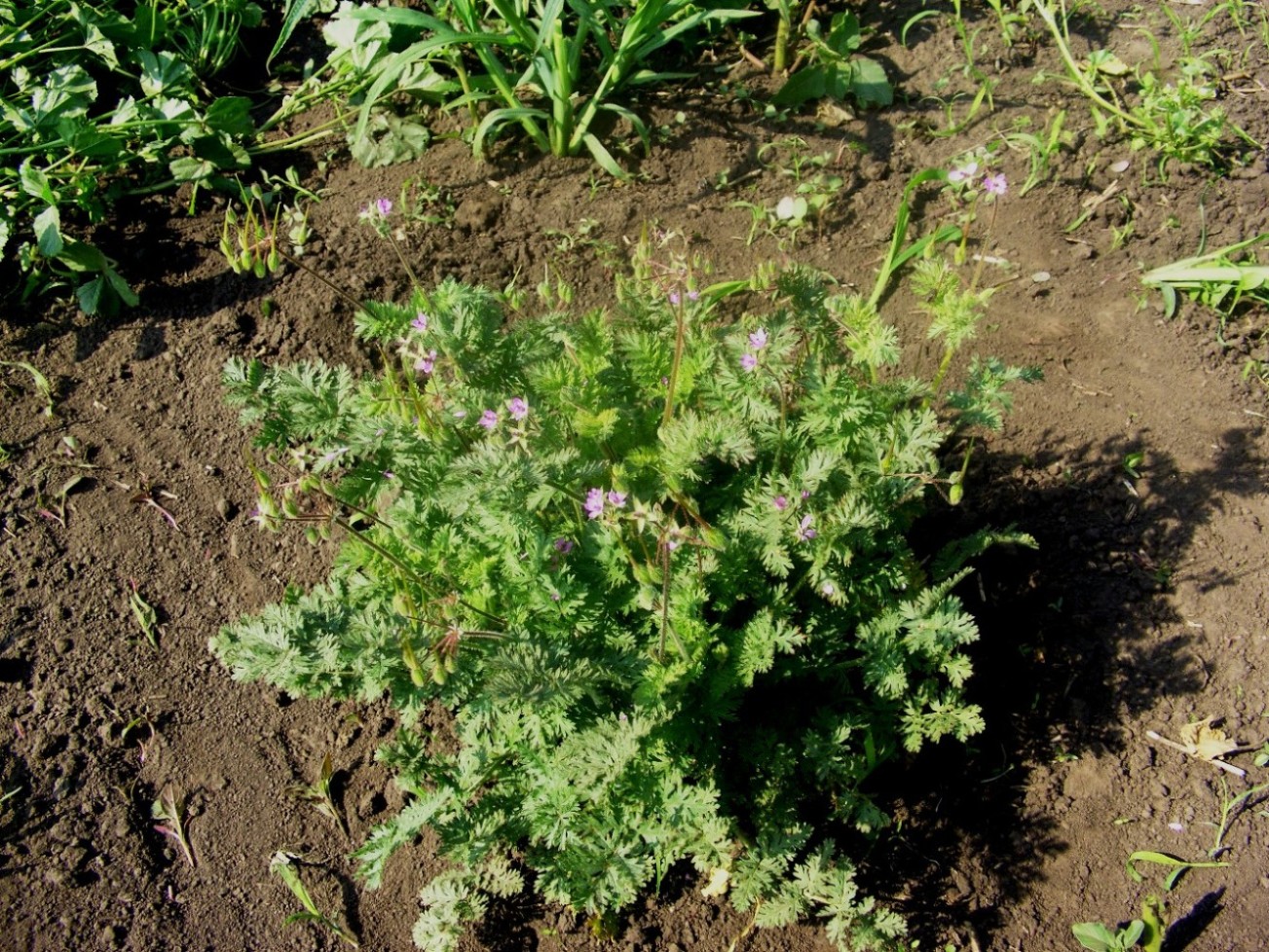 Изображение особи Erodium cicutarium.