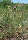 Klasea radiata. Цветущее растение. Дагестан, окр. с. Талги, нагорная степь. 05.06.2019.