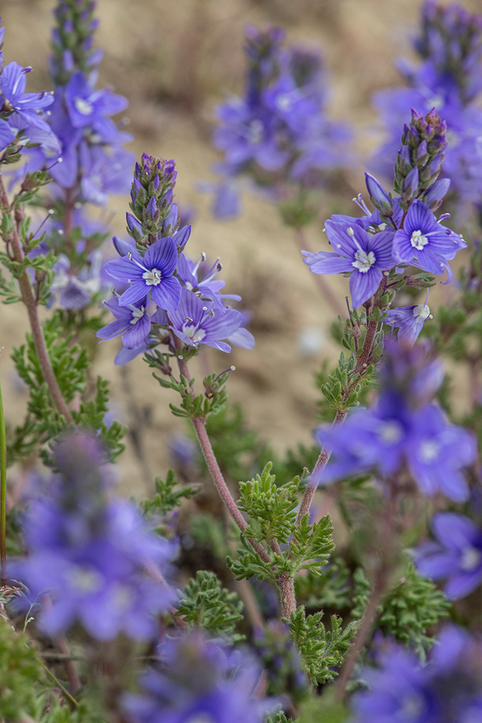 Image of Veronica capsellicarpa specimen.