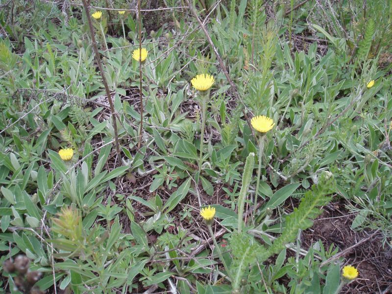 Image of Pilosella officinarum specimen.