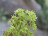 Alchemilla orthotricha. Часть соцветия. Кабардино-Балкария, Эльбрусский р-н, окр. г. Тырныауз, ок. 1400 м н.у.м., на скале у ручья. 05.07.2019.