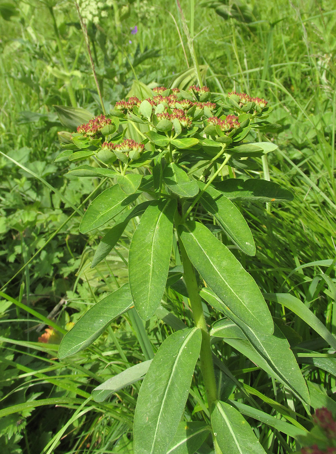 Изображение особи Euphorbia pilosa.