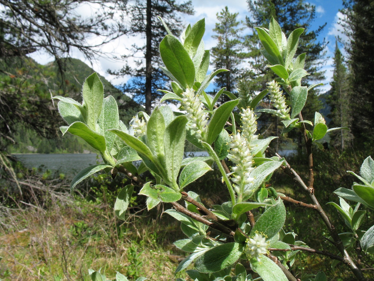 Изображение особи Salix glauca.