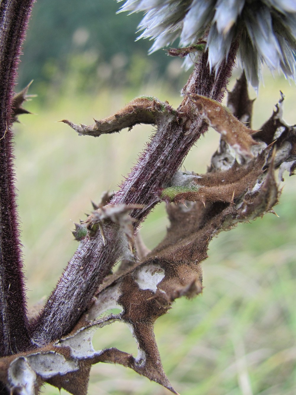 Image of Echinops sphaerocephalus specimen.