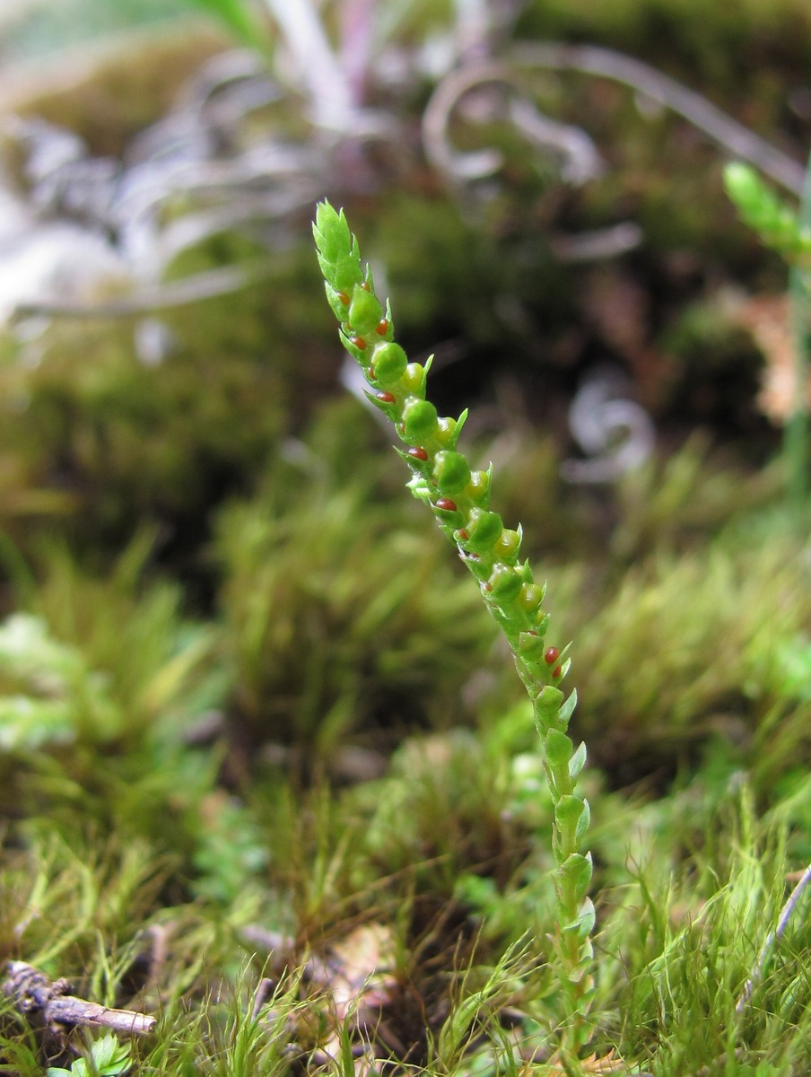 Image of Selaginella helvetica specimen.