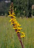 Ligularia sibirica