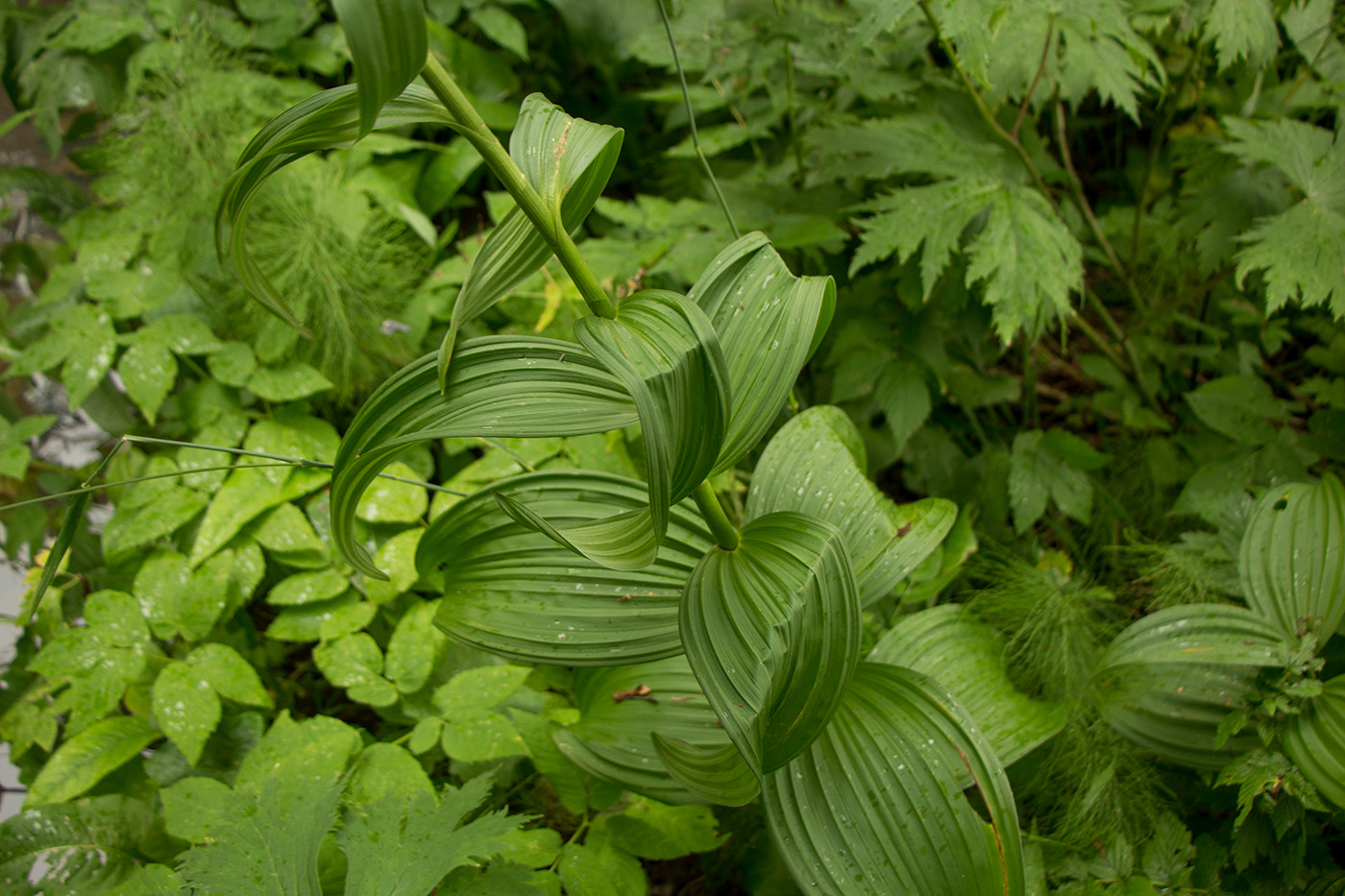 Изображение особи Veratrum lobelianum.