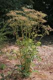 Heracleum sibiricum