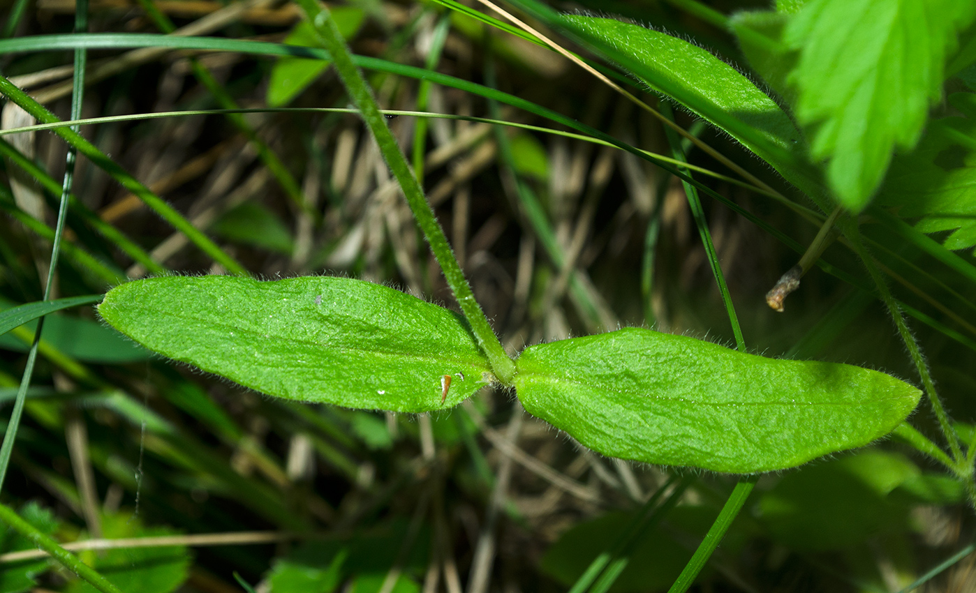 Image of Cerastium pauciflorum specimen.