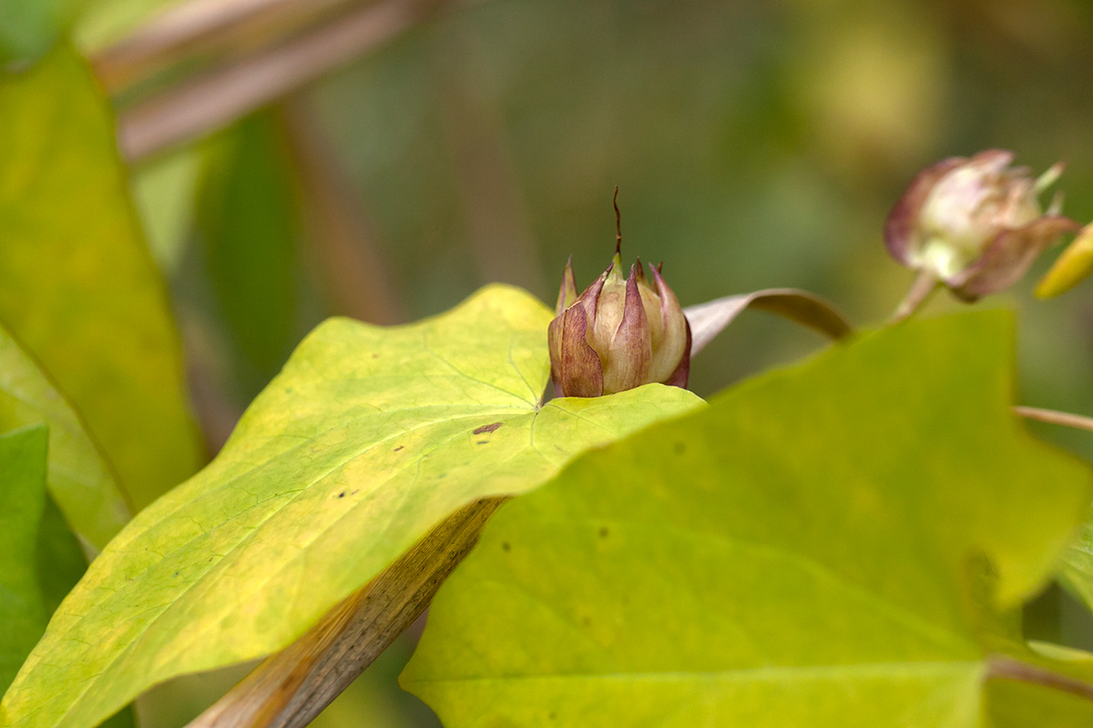 Image of Calystegia spectabilis specimen.