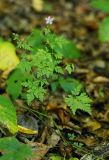 Geranium robertianum