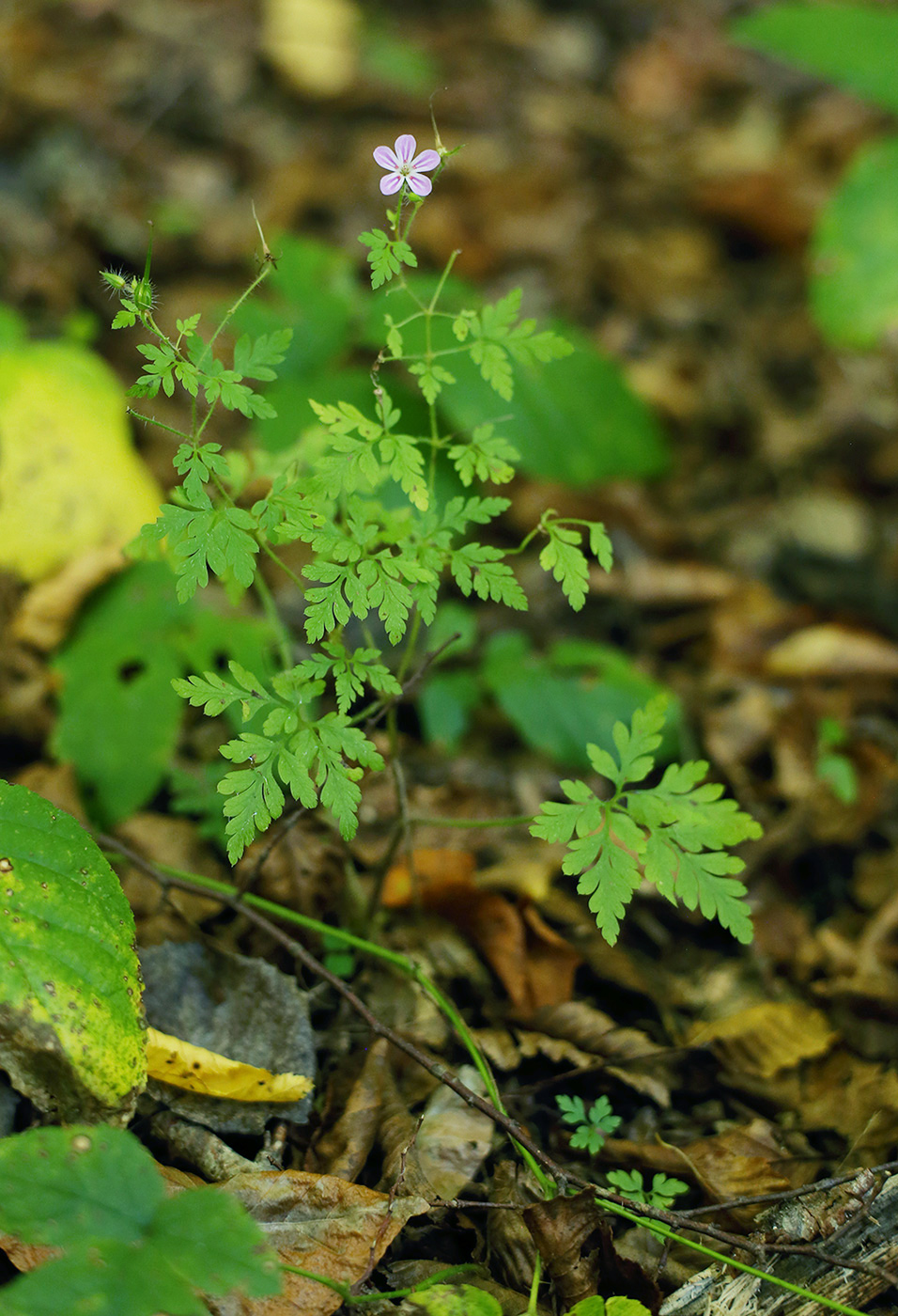 Image of Geranium robertianum specimen.