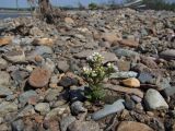 Cochlearia officinalis