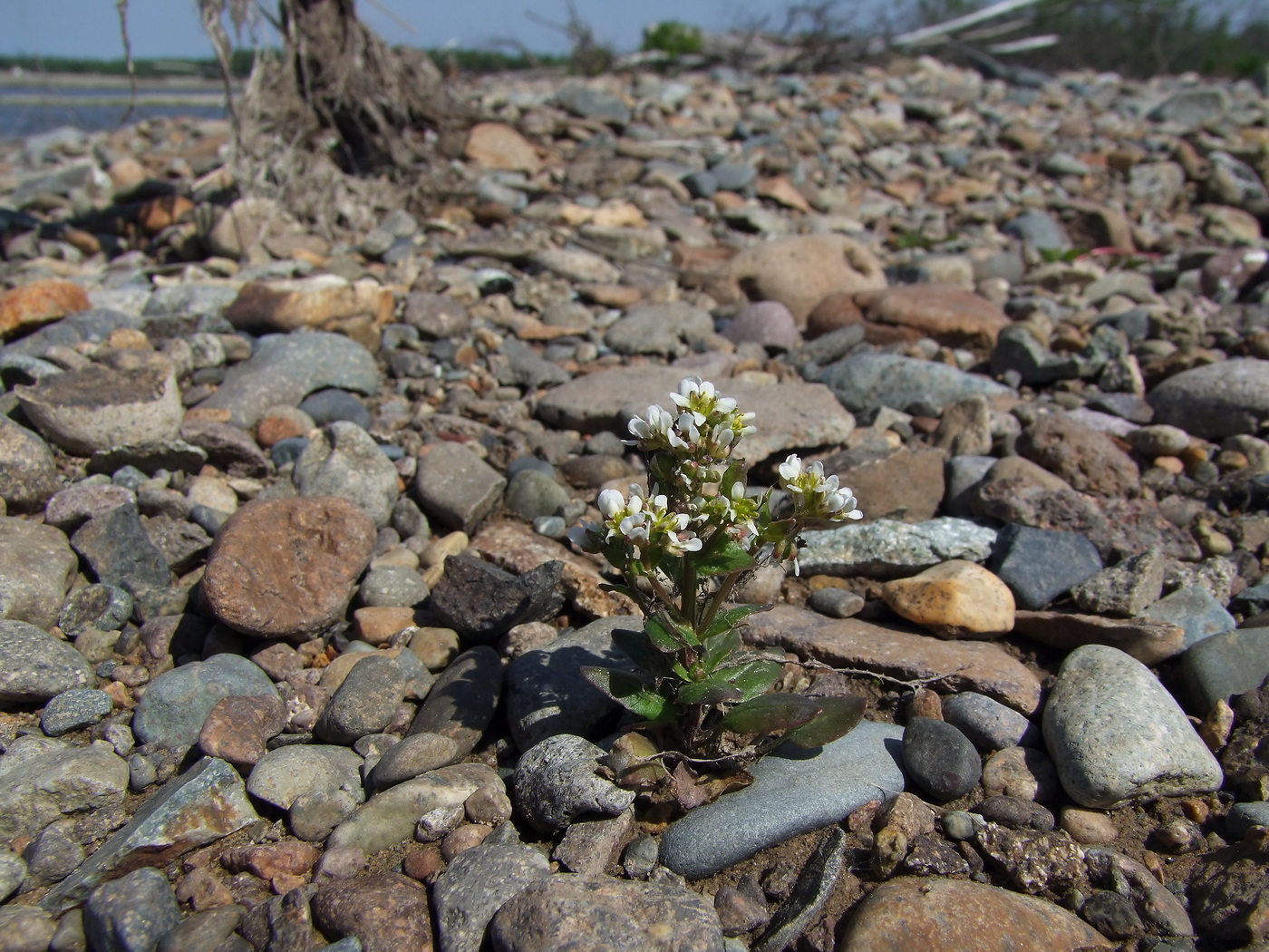 Image of Cochlearia officinalis specimen.