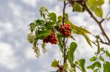 Smilax aspera