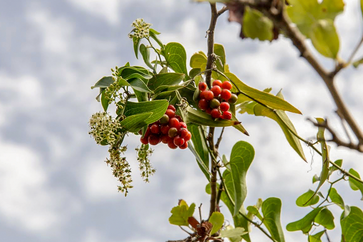 Image of Smilax aspera specimen.