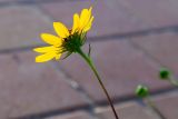 Helianthus debilis