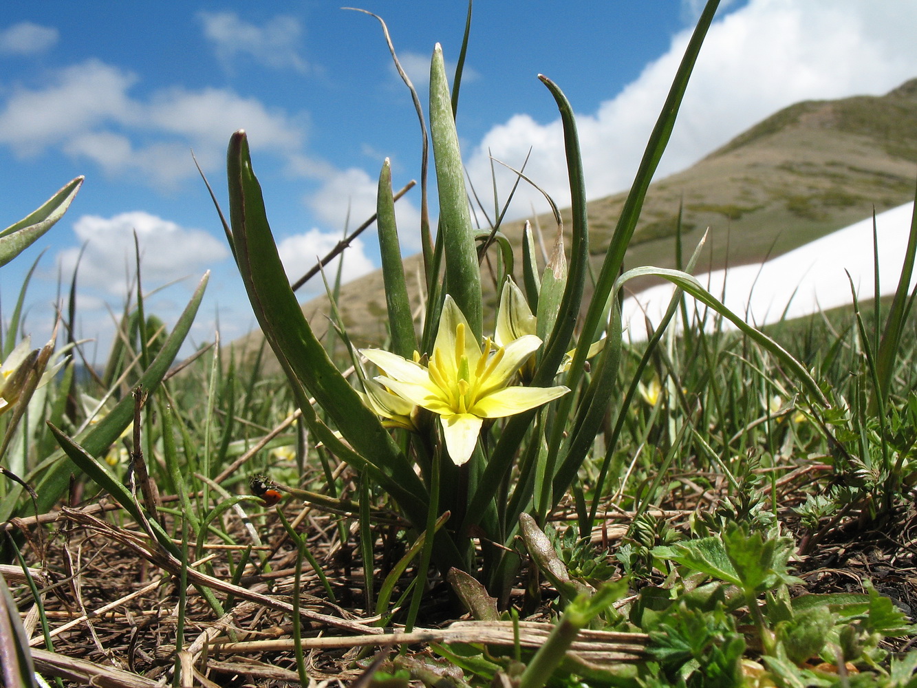 Image of Tulipa dasystemonoides specimen.