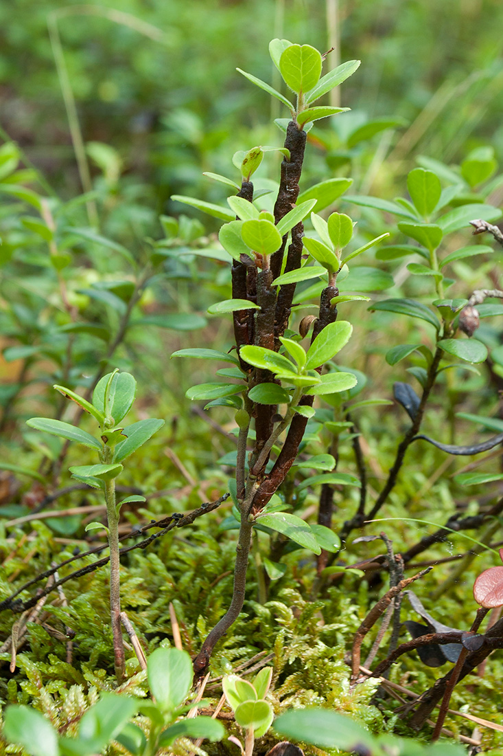 Image of Vaccinium vitis-idaea specimen.