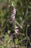 Spiranthes australis