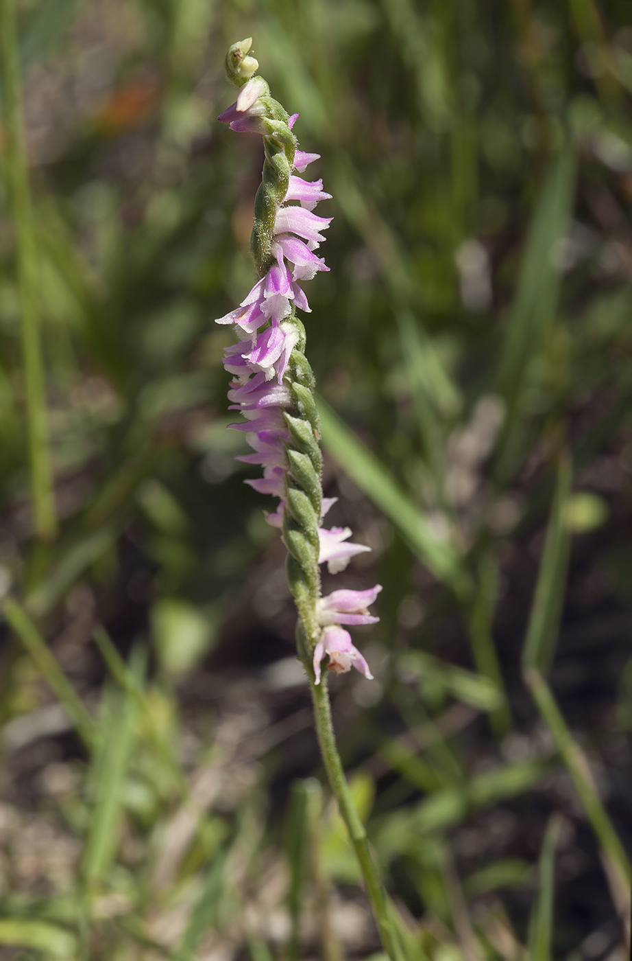 Image of Spiranthes australis specimen.