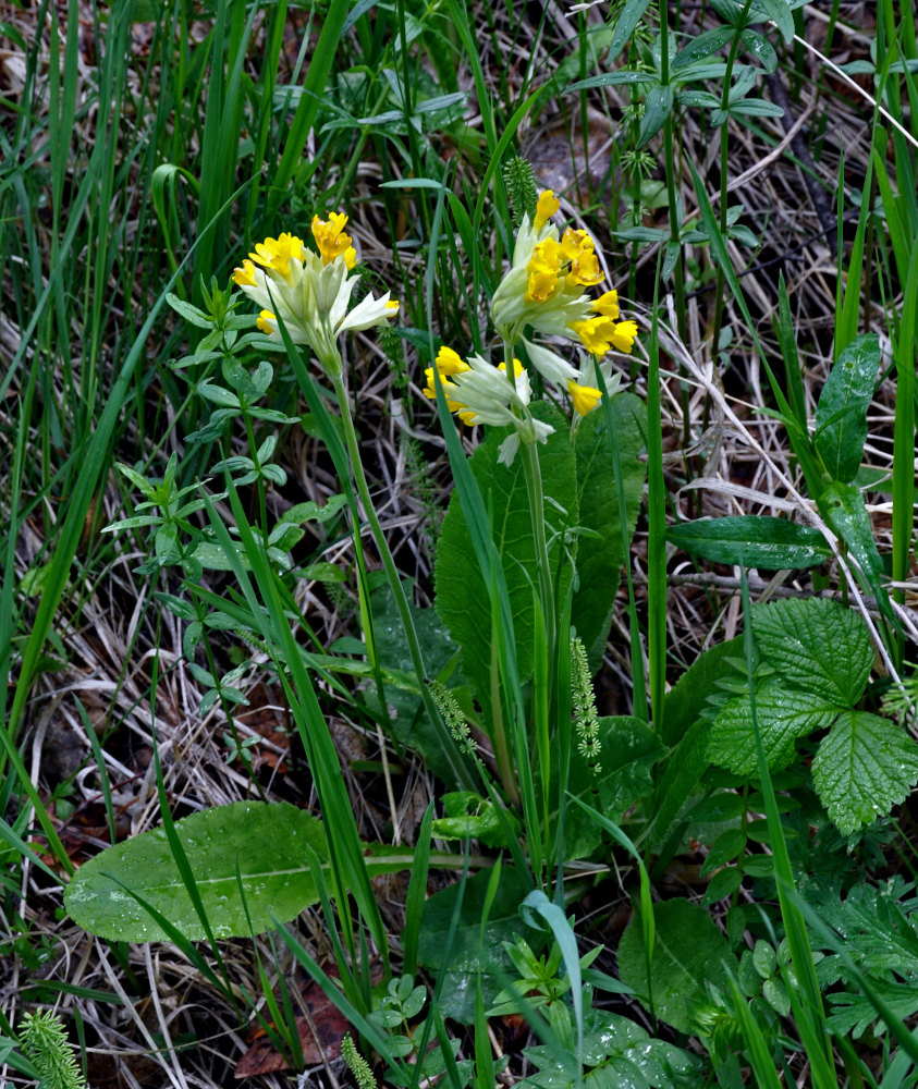 Изображение особи Primula macrocalyx.