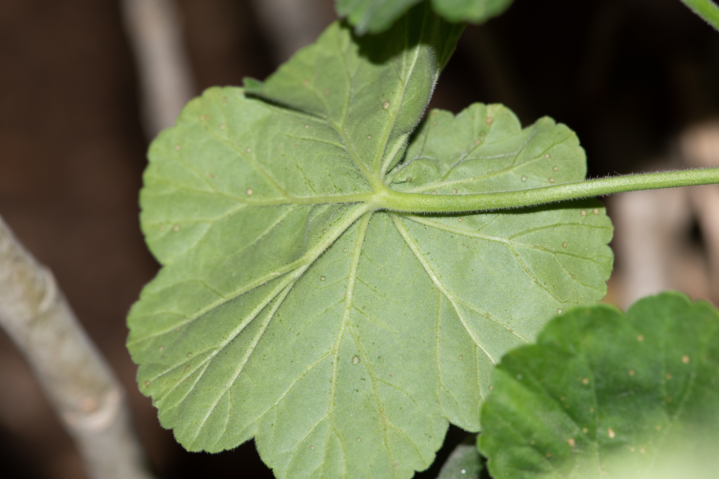 Изображение особи Pelargonium hortorum.