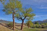 Populus laurifolia. Взрослые деревья. Алтай, Кош-Агачский р-н, долина р. Чаган-Узун, ≈ 1700 м н.у.м., пойменная терраса. 12.06.2019.