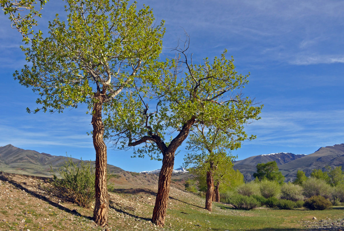 Image of Populus laurifolia specimen.