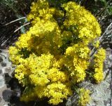 Hypericum scabrum